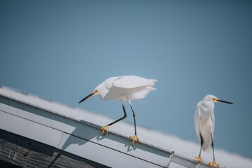 Fototapeta premium Couple of snowy egrets in Fort De Soto,Florida