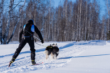 Sled dog skijoring. Husky sled dog pull dog musher. Sport championship competition.