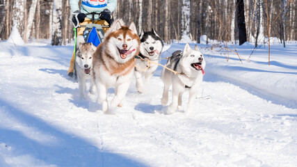 Siberian brown huskies pull the narth. Northern sled dogs in a harness.