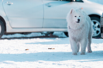 Beautiful Symane husky. White dog guards the car