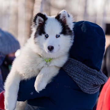 Puppy Yakut husky sits in the hands of a girl.