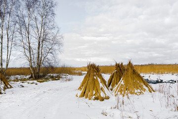 yellow reeds grow on the lake in the winter