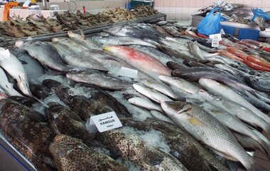 Abu Dhabi Mina Fischmarkt Markt frischer fangfrisch Fisch mit Hai Thunfisch Hummer Langusten von den Vereinigten Arabischen Emirate und Oman Iran 