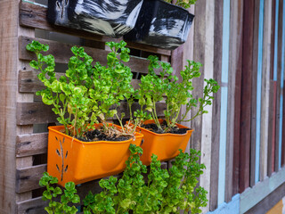 Small green purple and different color leafy plant pots hanging wooden wall