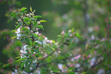 abstract apple tree flowers background, spring blurred background, branches with bloom