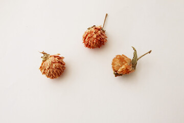 3 red pink dried flowers herbs globe amaranth isolated white background focus close up top view from above