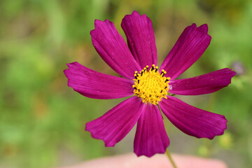 purple flower with radiant petals close-up on the side of the photo and a copy space for text about the garden, vegetable garden or flowers in the house on the window