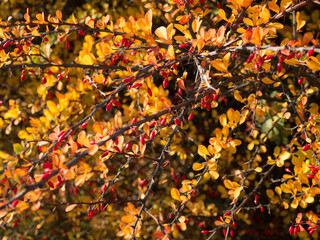 berries in autumn