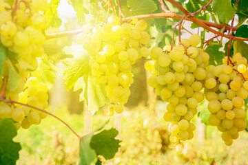 Grape harvest, bunches of yellow ripe berries with a sun glare hang on a branch on a vine in the garden in summer on a sunny day