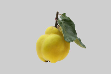 The ripe fruit of the quince tree.