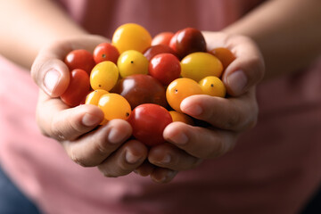 Colorful tomatoes holding by woman hand, Organic vegetables