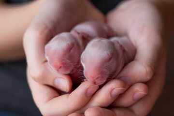little day-old rabbits sleep in human hands