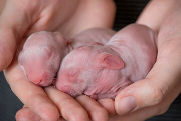 little day-old rabbits sleep in human hands