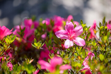 綺麗なピンクのツツジ　背景素材　flower