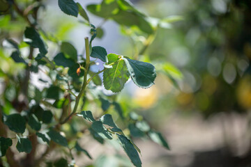 庭園にある綺麗な緑の葉っぱ　grass