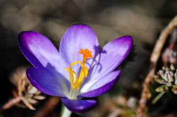 Blühende Krokusse im Frühling