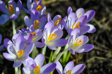 Blühende Krokusse im Frühling