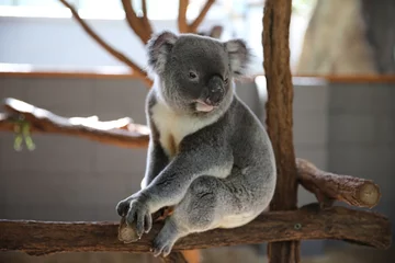 Zelfklevend Fotobehang koala in tree © Jason