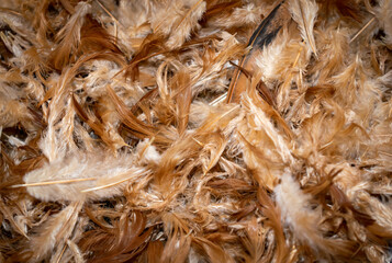 brown hen feathers with visible details. background