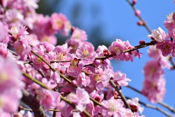 Obraz premium Ume 2021