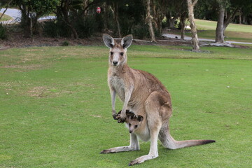 kangaroo and baby