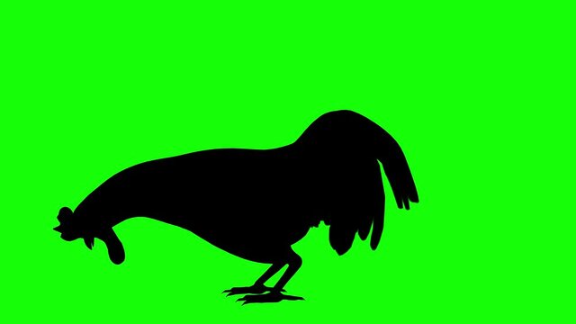 Silhouette of a rooster eating, on green screen, side view. Animal silhouettes seamless loop 3D animation.