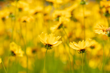 Obraz premium 黄色い花のお花畑 フラワー 背景素材