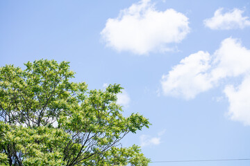 綺麗な青空に新緑の緑　コピースペース