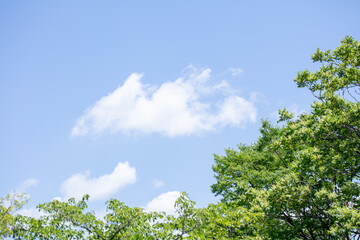Obraz premium 綺麗な青空に新緑の緑 コピースペース