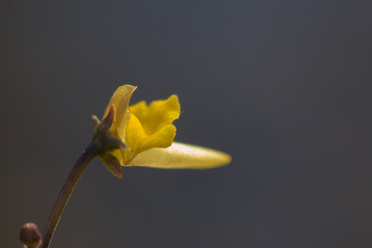 The small yellow flower of the Corkscew plant Genlisea repens seen in natural habitat close to Diamantina in Minas Gerais, Brazil