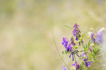 紫の花　野原　背景素材　flower