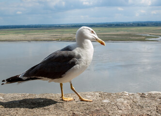 Seagull at Le Mont Saint-Michel, medieval fortified abbey and village on a tidal island in the Normandy, France, at low tide