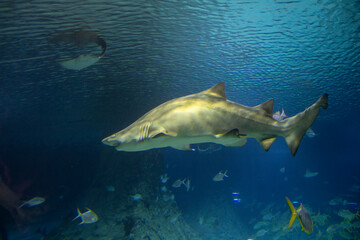 Fototapeta premium A great shark swims around the aquarium. The life of the deep sea opens up to man.