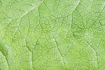 close up detail of a giant Gunnera tinctoria leaf, known as giant rhubarb or Chilean rhubarb, a flowering plant species native to southern Chile and neighbouring zones in Argentina.