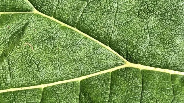 4K HD video panning across close up detail of Gunnera tinctoria, known as giant rhubarb or Chilean rhubarb, a flowering plant species native to southern Chile and neighbouring zones in Argentina.
