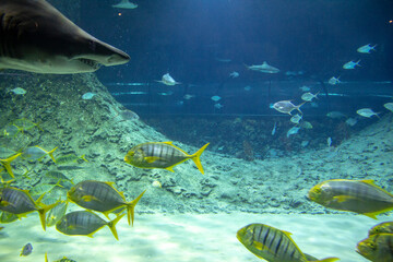 Exotic inhabitants of the aquarium. Beautiful underwater inhabitants in clear water.