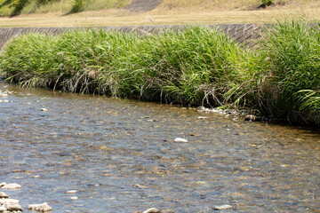 日本の田舎の川の写真（ススキがわ）