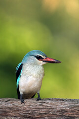 Woodland kingfisher (Halcyon senegalensis) sitting on the branch with green background