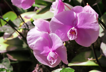 Fototapeta na wymiar Beautiful orchid in the garden.