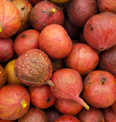 Ficus carica - an Asian species of  plants known as the common fig