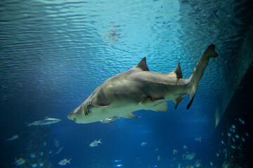 A great shark swims around the aquarium. The life of the deep sea opens up to man.