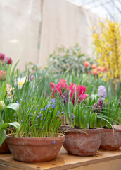 Many ceramic pots with bright flowers are arranged in a row.