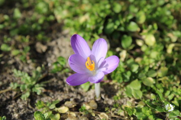 blauer Krokus im Sonnenschein