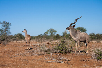 Greater Kudu (Tragelaphus strepsiceros) couple pair male and female looking alert in the bushveld in Kruger National Park, South Africa