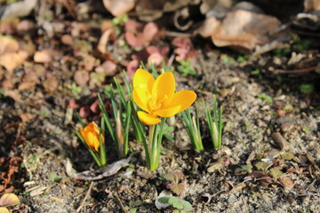 Gelber Krokus im Sonnenlicht