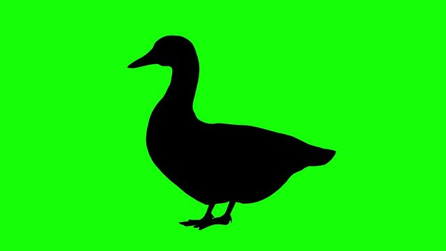 Silhouette of a duck walking, on green screen, side view. Animal silhouettes seamless loop 3D animation.