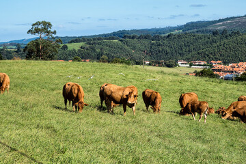 Green hills, meadows and cows nearby the town of Comillas, cantabria, Spain