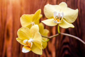 A branch of yellow orchids on a brown wooden background

