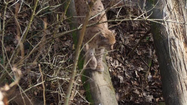 Eurasian Lynx Cat Walking on a Fallen Tree, Endangered Species, High Angle View