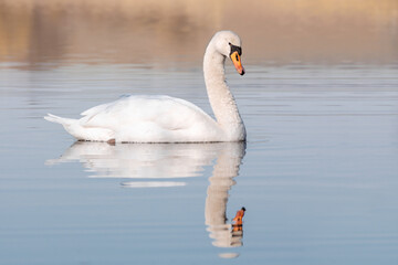 Obraz premium Wild bird mute swan (Cygnus olor) swim in spring on pond with nice reflection, Czech Republic Europe wildlife